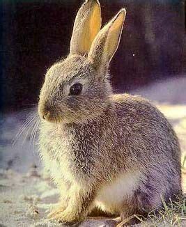 Volcano Facts About Rabbits | Volcano Erupt