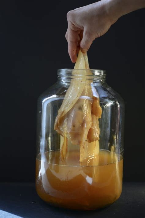 Kombucha SCOBY - EDIBLE ALCHEMY