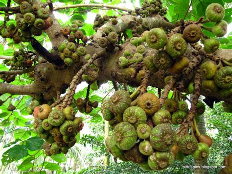 Pritham D'Souza Photography: Wild Fig Tree (Ficus carica)