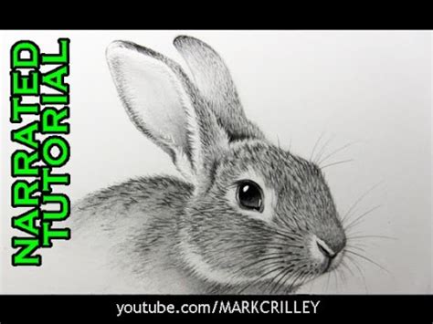 85 [TUTORIAL] HOW TO DRAW RABBIT FACE with VIDEO + PDF PRINTABLE DOCX ...