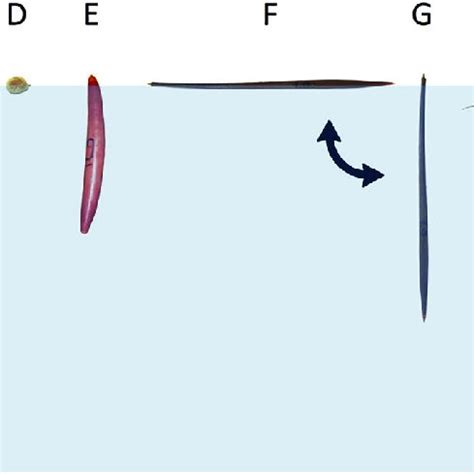 Propagule types of different mangrove species and their position ...