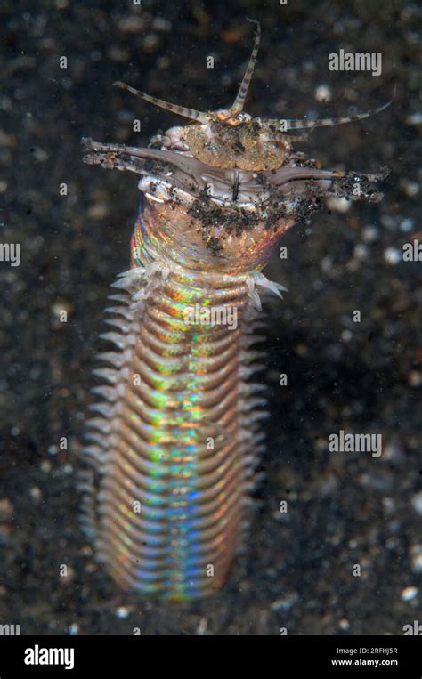 Bobbit Worm, Eunice aphroditois, with jaws open outside of hole on ...