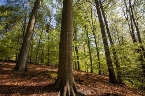 Tree Trunk Biology and Basic Wood Structure