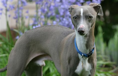 The Italian Greyhound: A Graceful and Elegant Companion Breed - PetHelpful