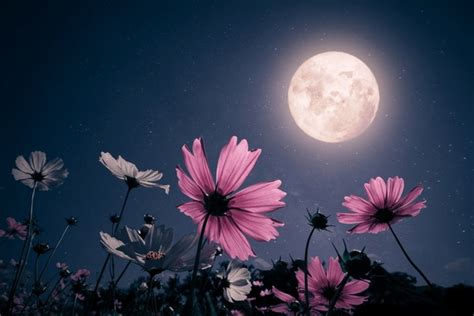 68,969 Bloom Night Images, Stock Photos, 3D objects, & Vectors ...