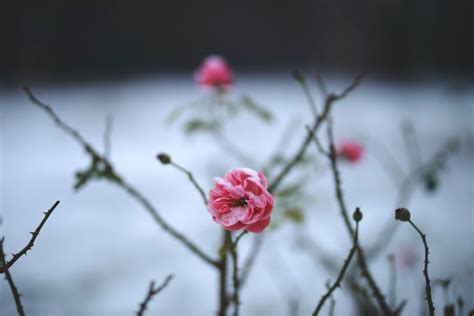 How to Protect Roses in Winter in Canada? - Buy It Canada