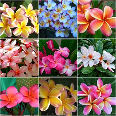 PLUMERIA frangipani - 5 seeds of different varieties - mixed colors