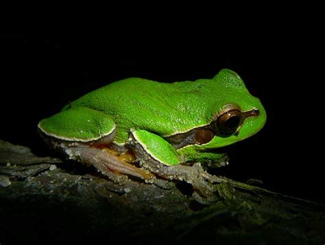 Pine Barrens Tree Frog Facts and Pictures