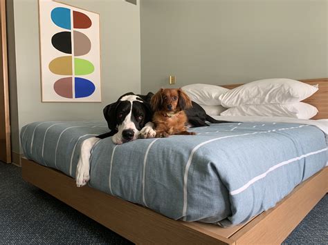 East Austin Hotel Review | Dog-Friendly Hotels in Austin - Three Dogs ...