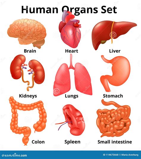 Basic Anatomy Organs