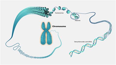 A Chromosome Is Best Described as a