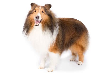 What Does A Sheltie Dog Look Like