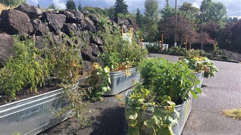 Hillside Church Community Gardens | City Habitats