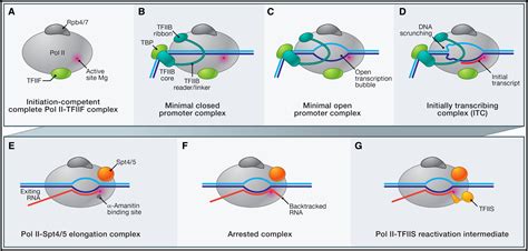 A Movie of RNA Polymerase II Transcription: Cell