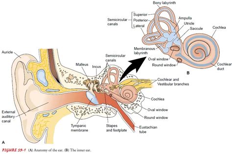 Cochlear Anatomy