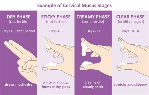 Ovulation Discharge Chart