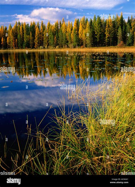 Colville National Forest, WA: Fall colors of Western Larch Larix ...