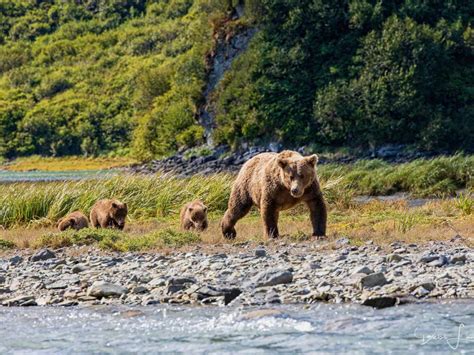 How to Go Kodiak Island Bear Watching in Alaska