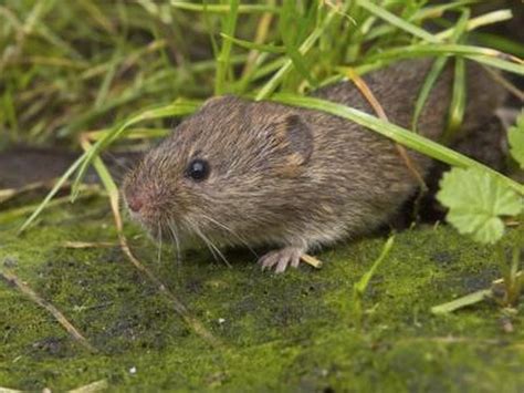 How to Identify Shrews, Moles & Voles | Hunker