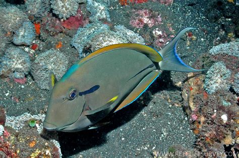 Acanthurus nigricauda