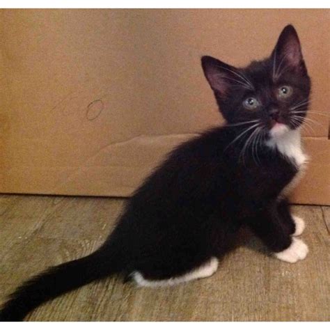 Tuxedo - Female Domestic Short Hair Cat in WA - PetRescue