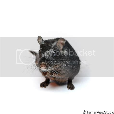 Gerbil Housing Pictures II | The Gerbil Forum