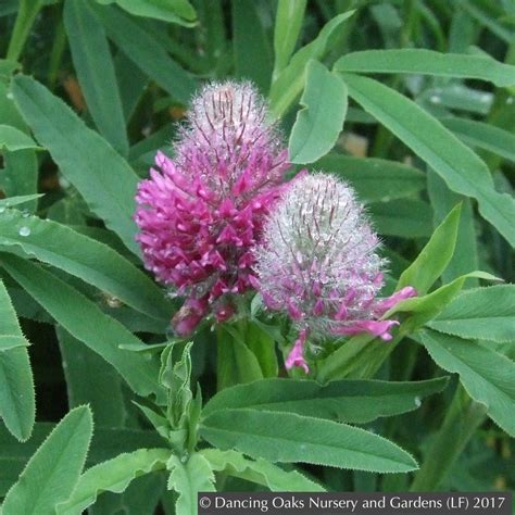 Trifolium rubens, Red Feather Clover, Red Trefoil – Dancing Oaks ...