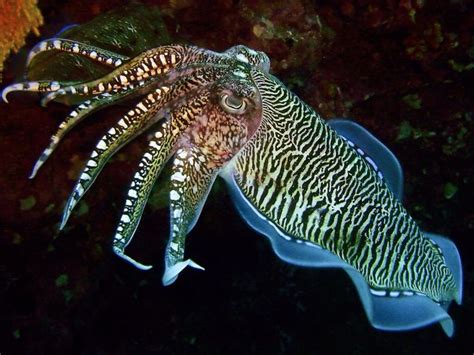 Cuttlefish Squid Cuttlefish are marine animals of the order Sepiida ...