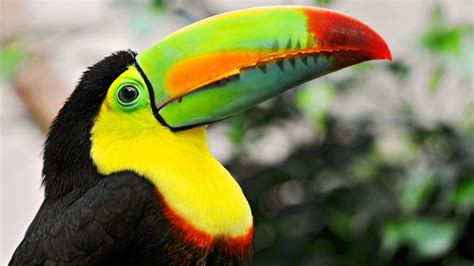 Toucan Image - ID: 298223 - Image Abyss