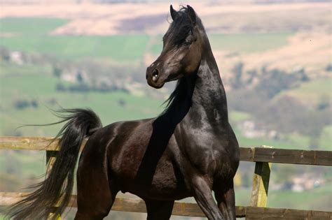 Arabian Horse Photo Gallery Wallpaper (53+ images)