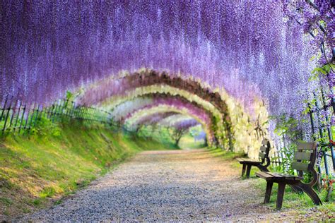 Wisteria Tunnels in Japan 2025 - Rove.me