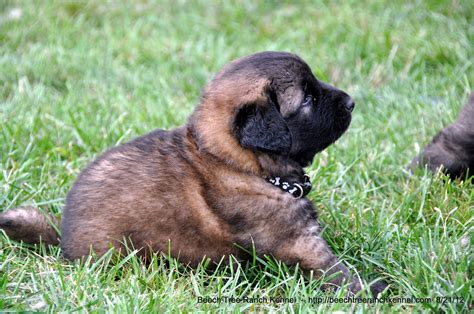 Estrela Mountain Dog Puppy | Estrela Mountain Dog Puppies bo… | Flickr