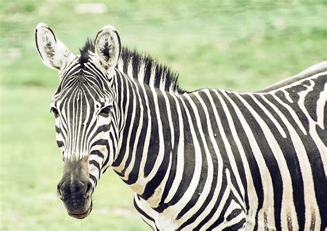 How Many Types Of Zebras Are There? - WorldAtlas