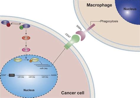 KRAS mutation shown to promote tumor evasion of innate immune ...