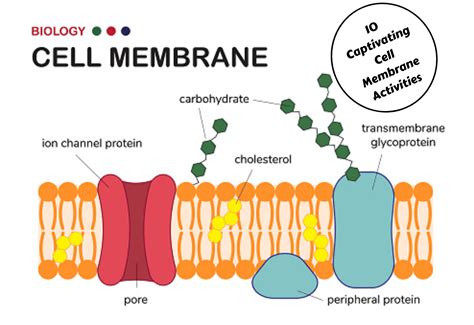 10 Captivating Cell Membrane Activities - Teaching Expertise