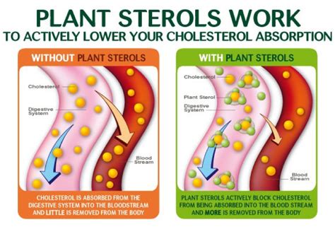 Plant Sterols 101 — True Form Therapies