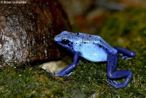 Dendrobates tinctorius | Information, photos, call, habitat, links