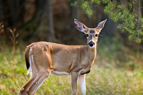 What Is A Female Deer Called in Different Species: A Guide to Doe, Hind ...