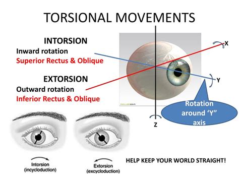 PPT - Extra Ocular Movements PowerPoint Presentation, free download ...