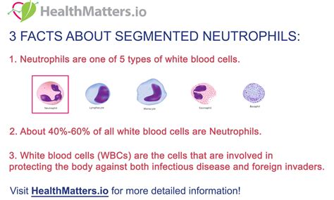 Segmented Neutrophils – 3 Quick Facts