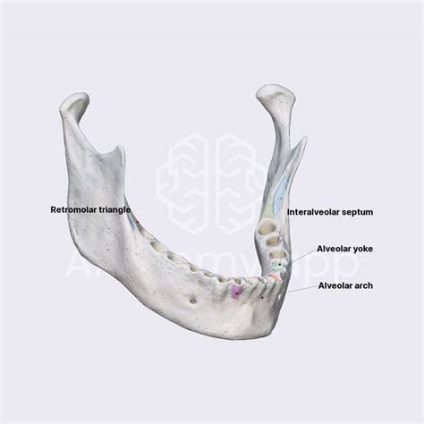 Lower jaw (alveolar process of mandible) | Jaws | Dental Anatomy ...