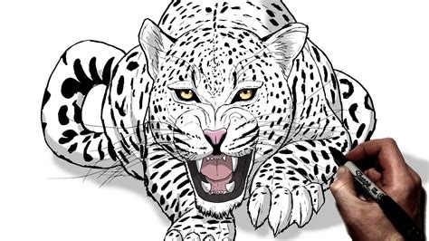 How To Draw A Snarling Jaguar | Step By Step - YouTube