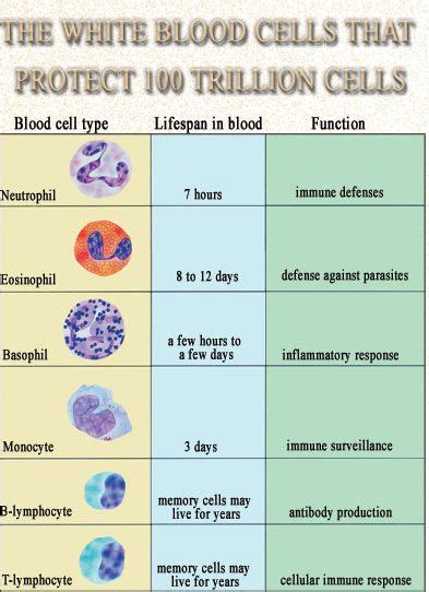 Leukocytes Function