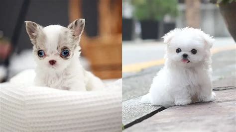 12 Cutest Dog Breeds to Keep As Pets Puppies Club