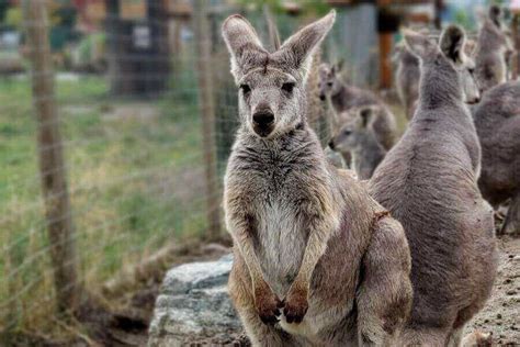 Wallaby Vs. Kangaroo: The Main Differences | Misfit Animals