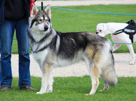 Pin by Jill Johnson on Northern Inuit | Northern inuit dog, Dog breeder ...