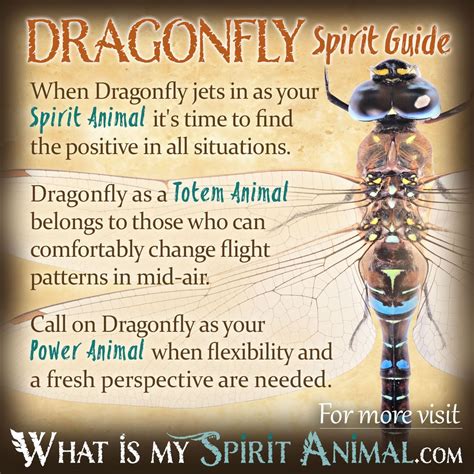 Dragonfly Symbolism & Meaning | Spirit, Totem & Power Animal