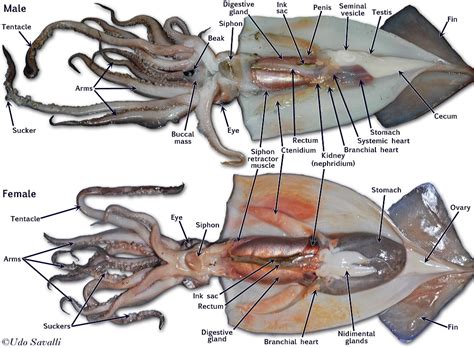 Anatomy Of A Squid