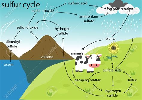 Sulfur Cycle Diagram | Quizlet