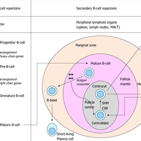 (PDF) Gastrointestinal B-cell lymphomas: From understanding B-cell ...